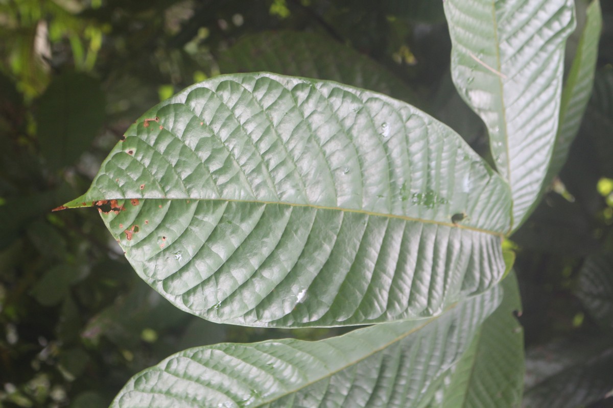 Uvaria semecarpifolia Hook.f. & Thomson